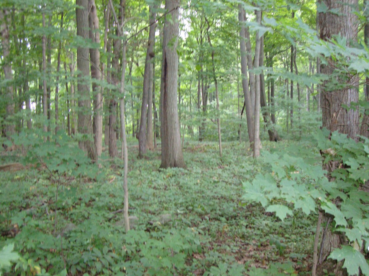 Property photo 2 - 160 Acres Offered in 6 Tracts